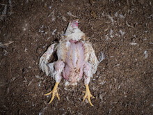 Chicken Farming Dead