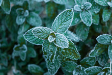 Frozen Mint Plant