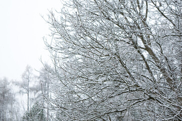 Wall Mural - Snowy trees in winter in forest