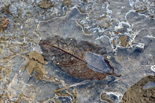 Leaf In A Frozen Puddle