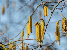A Nice Picture Of The Hazel Catkin In Spring