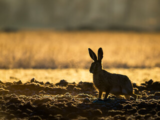 Hare rabbit in morning backlight at sunrise in Burgenland