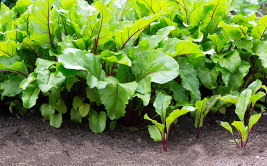 Canvas Print - Beetroot leaf.  Growing beetroots (Beta vulgaris).