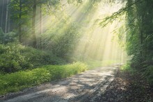 Pathway In A Majestic Green Deciduous Forest. Natural Tunnel. Mighty Tree Silhouettes. Fog, Sunbeams, Soft Sunlight. Atmospheric Dreamlike Summer Landscape. Pure Nature, Ecology, Fantasy, Fairytale