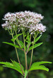 It blooms in nature hemp agrimony (Eupatorium cannabinum)