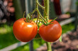 Czerwone dojrzewające pomidory na krzaku