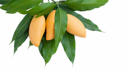 A golden yellow ripe mango on a mango branch with green leaves. Isolated on white background.