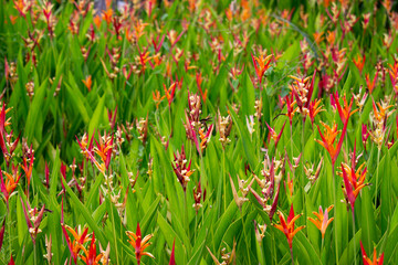 A field of red, yellow, orange, pink with green stem and leaf Heliconia Psittacorum plant.