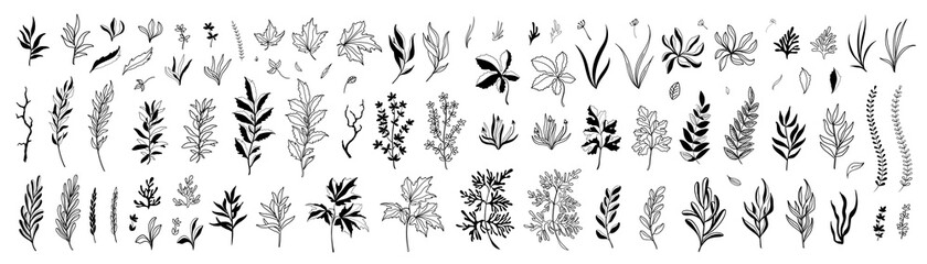 Wall Mural - set of hand drawn plants, leaves, flowers. silhouettes of natural elements for seasonal backgrounds,