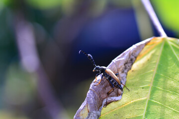 Wall Mural - A Red-brown Longhorn Beetle  on a leaf