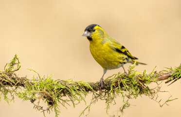  Siskin ( Carduelis spinus ) bird close up
