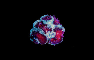 Sticker - Favia pinapple small colony LPS coral 