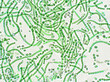 Nostoc sp. algae under microscopic view