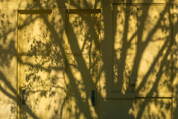 Wall Mural - Tree shadow on a yellow building