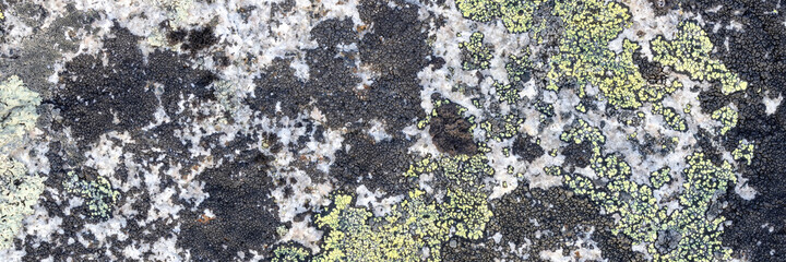 Wall Mural - Natural texture of a stone covered with lichen. Lichen patterns on a rock surface. Natural background. Closeup top view. The nature of the Arctic. Polar region.