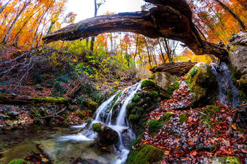 Canvas Print - Waterfall in the forest