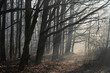 ścieżka pod dębami, długie gałęzie drzew nad leśną ścieżką mglisty las, przedwiośnie