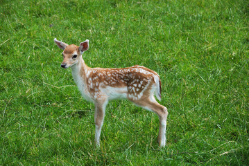 fawn of a fallow deer (dama dama) in the meadow