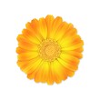 top view of realistic 3d orange and yellow calendula or marigold flower bud isolated on white background, stock vector illustration design element for design
