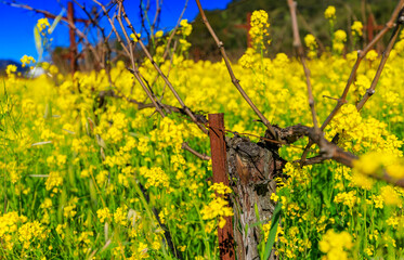 Wall Mural - Yellow mustard flowers between grape vines in Napa Valley, California, USA