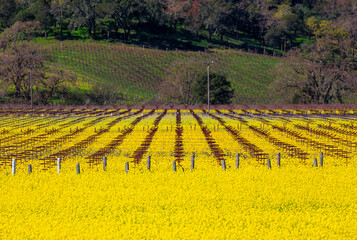 Wall Mural - Golden yellow mustard flowers blooming between grape vines at a vineyard in the spring in Yountville Napa Valley, California, USA