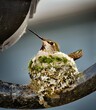 Mother Hummingbird Sits on Nest