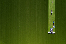 Green Farm Field Being Harvesting Lettuce Vegetables Aerial Drone Photo Abstract