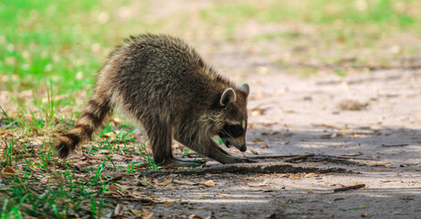Raccoon foraging for food 