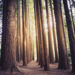 Wall Mural - sun rays in the forest