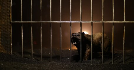 Wall Mural - Silhouette of a Bear miniature standing in a zoo cage dreams of freedom. Creative decoration with colorful backlight with fog. Selective focus