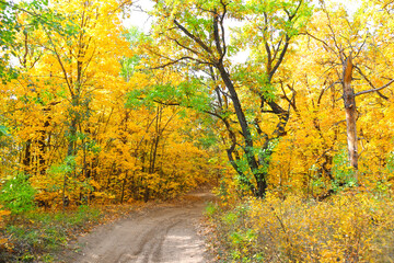 Sticker - Road in autumn forest