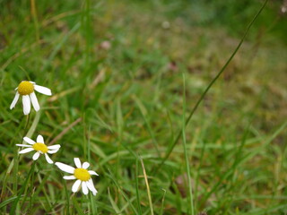 white and yellow flowers