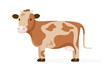 A brown cow with spots on a white background. Cute cow. Farm animals. The cow is standing