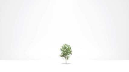 Green tree growth on white Nature spring season 3d animation 4k