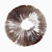 Agaricus Mushroom Spore Print Isolated On White Background