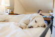 © Mint Images - Golden Retriever sleeping on bed as teenage girl is working in office space