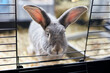 © Mint Images - Portrait of grey pet house rabbit looking out from open door of hutch