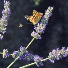 Junonia Coenia, A Beautiful Colorful Butterfly, Stops On The Lavender Flowers