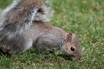 Wall Mural - The eastern gray squirrel (Sciurus carolinensis), also known as the grey squirrel depending on region, is a tree squirrel in the genus Sciurus.