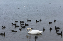 A White Swan Swimming Among Black Coots