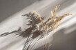 canvas print picture - Close-up of beautiful dry grass bouquet. Bunny tail, Lagurus ovatus and festuca plant in sunlight. Harsh long shadows. Beige wall background. Floral home decoration. Natural detail.