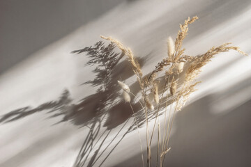 close-up of beautiful dry grass bouquet. bunny tail, lagurus ovatus and festuca plant in sunlight. h