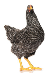 Wall Mural - one black chicken isolated on white background, studio shoot