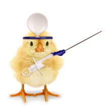 Cute Chick Doctor With Vaccine Syringe Funny Conceptual Photo