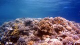 Fototapeta Do akwarium - Red fish and coral reefs during a scuba dive
