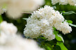 white lilac bush, close-up of flowers on a branch