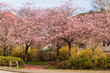 Apfelbaumallee in voller Blüte im Frühjahr in einer Stadt in Schleswig-Holstein
