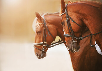 portrait of two sorrel horses with a light mane and bridle on the muzzle, standing side by side on a