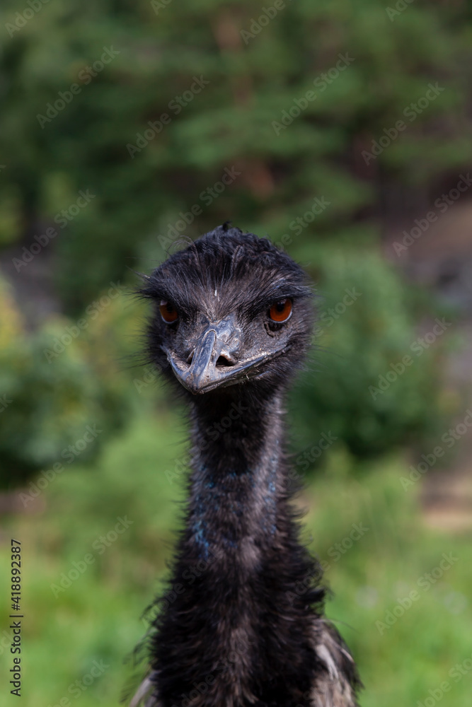 close-up on the head of a black wild ostrich and a large  display picture 2