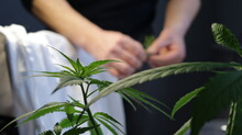 The Top Of A Cannabis Bush Against A Blurred Background Of A Person Manipulating Marijuana Leaves, A Blurred Image Of A Cannabis-based Drug Purveyor, Production Of Herbal Components From Marijuana